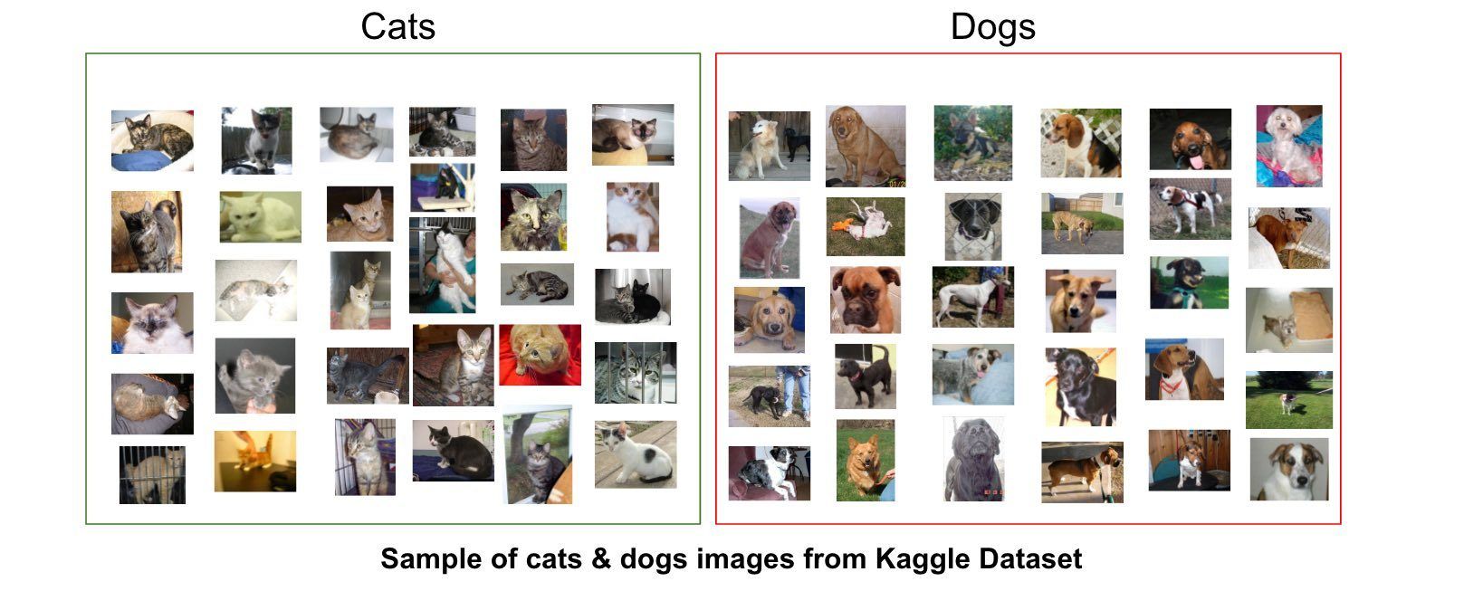 Google Photos 更新面部識別功能，喵星人、汪星人也有自己的「名片」了